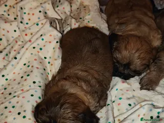 Cava Tzu dogs CAVA TZU FOR SALE - Advert 1