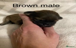 Shih Tzu dogs for sale: Shih Tzu puppies for sale  - Image 1