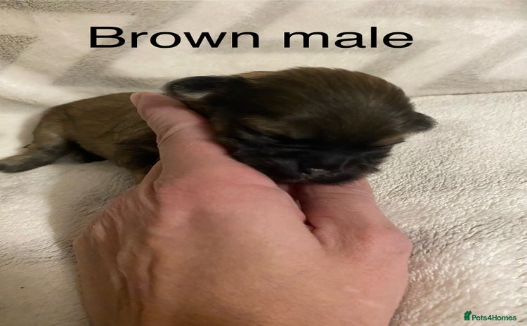 Shih Tzu dogs - Advert 9