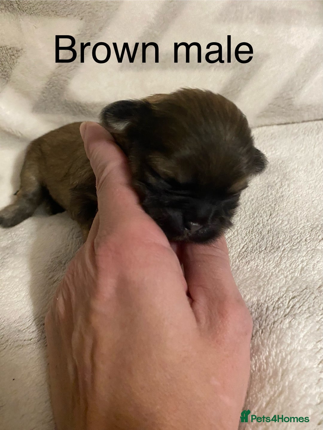 Shih Tzu dogs for sale: Shih Tzu puppies for sale  - Image 1