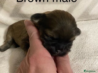 Shih Tzu dogs - Advert 11
