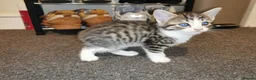 Mixed Breed cats for sale: For sale - Advert 7