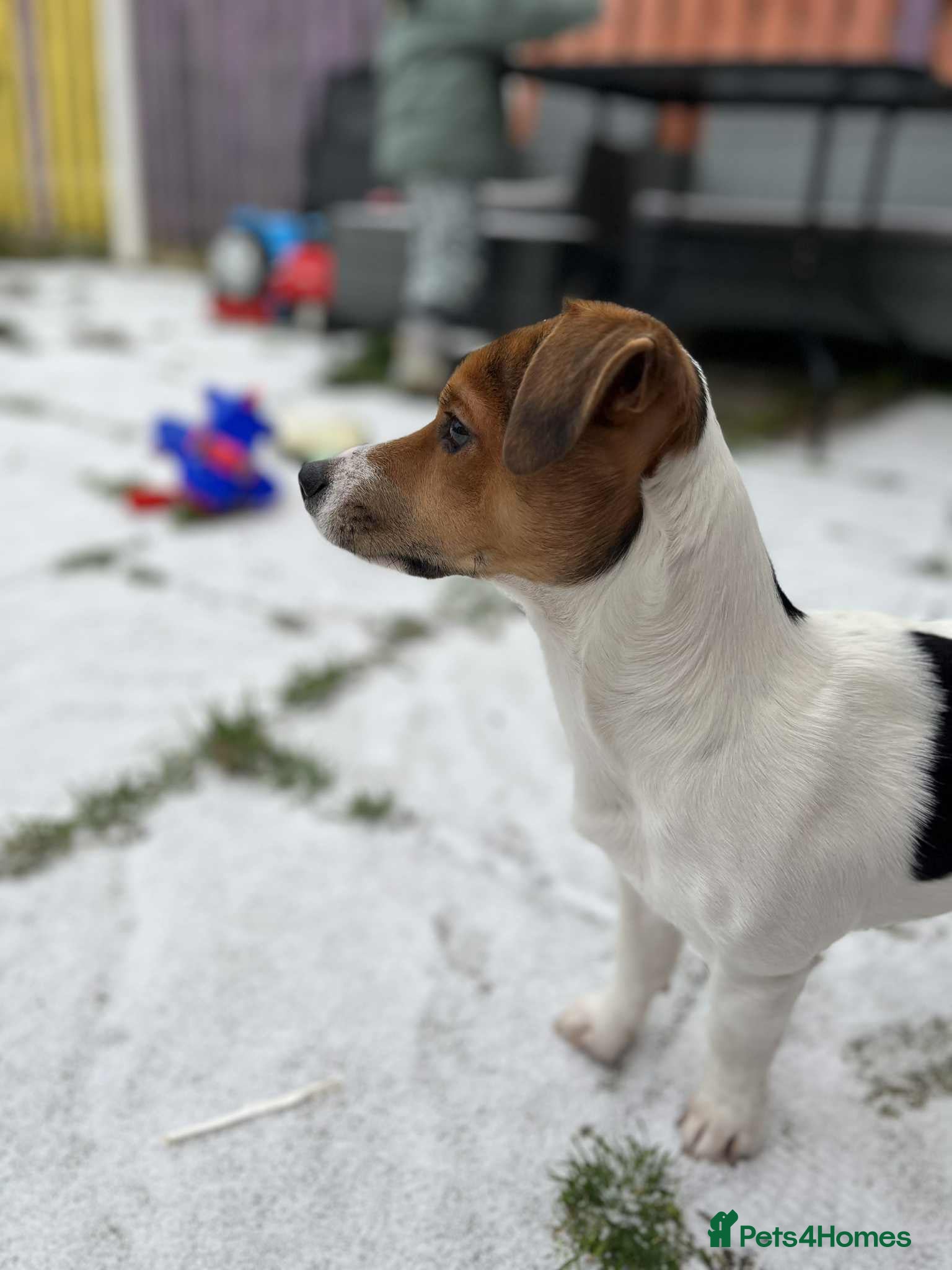 Jack Russell dogs Todd a Very energetic 1 year old Jack Russell  - Advert 17