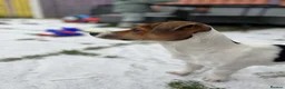 Jack Russell dogs for sale: Todd a Very energetic 1 year old Jack Russell  - Advert 1