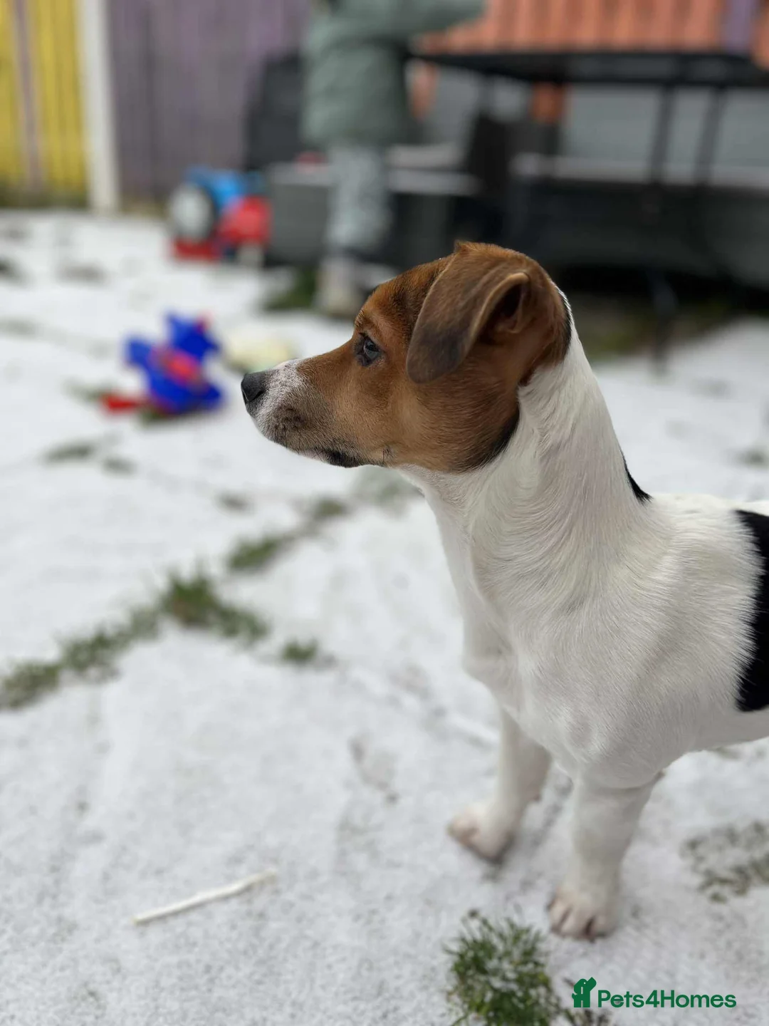 Jack Russell dogs for sale: Todd a Very energetic 1 year old Jack Russell  - Advert 1