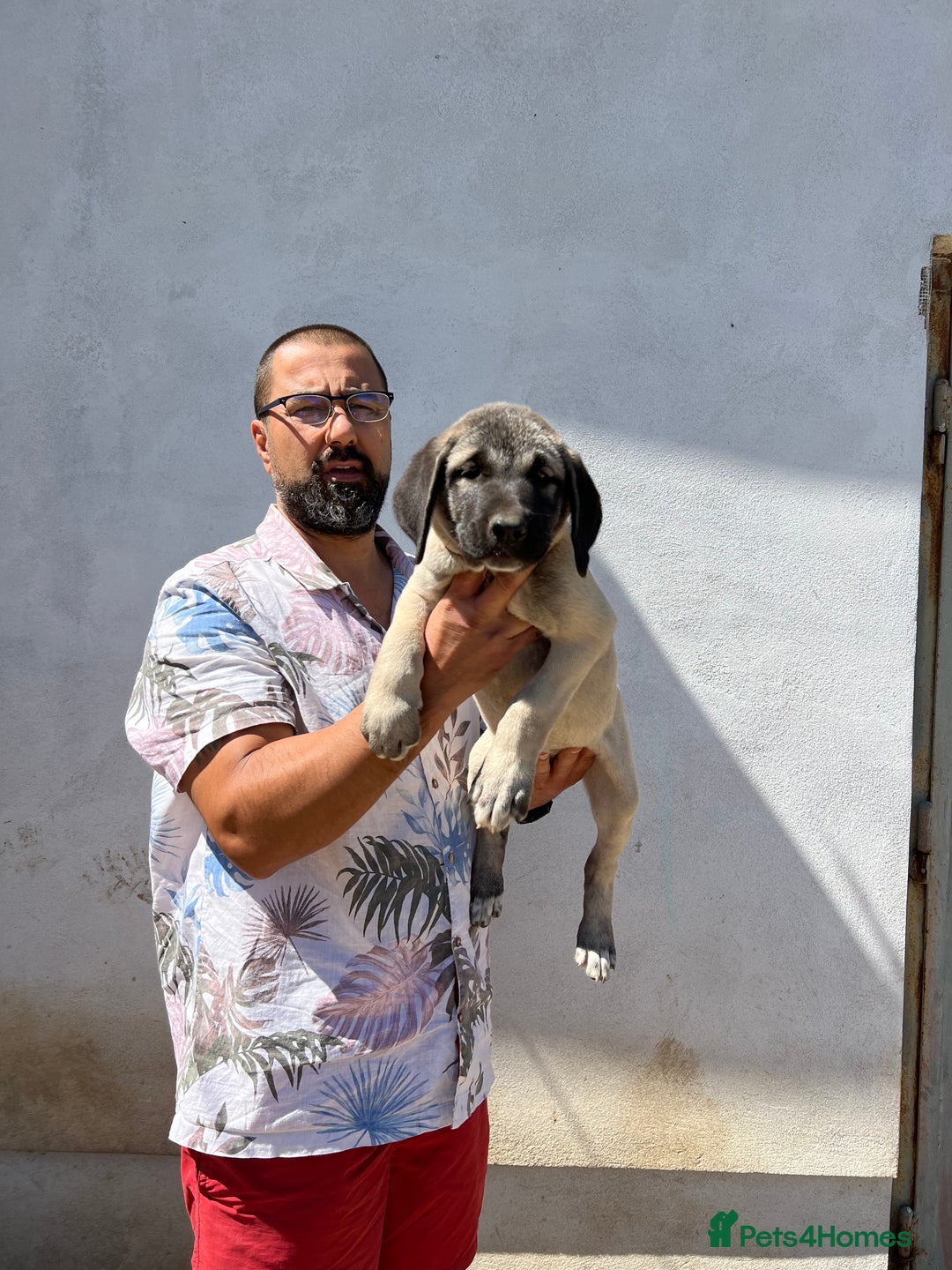 Anatolian Shepherd dogs for sale: Malakli Puppies - Image 20