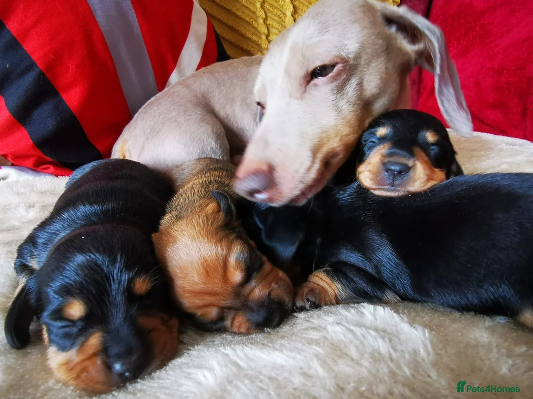 Miniature Dachshund dogs for sale: KC Stunning litter of girls 💗 - Advert 24
