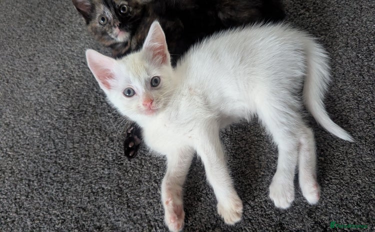 Mixed Breed cats - Advert 13