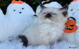 Ragdoll cats for sale: 🌸 GCCF Registered 🌸Exceptional Pedigree Ragdolls - Image 4