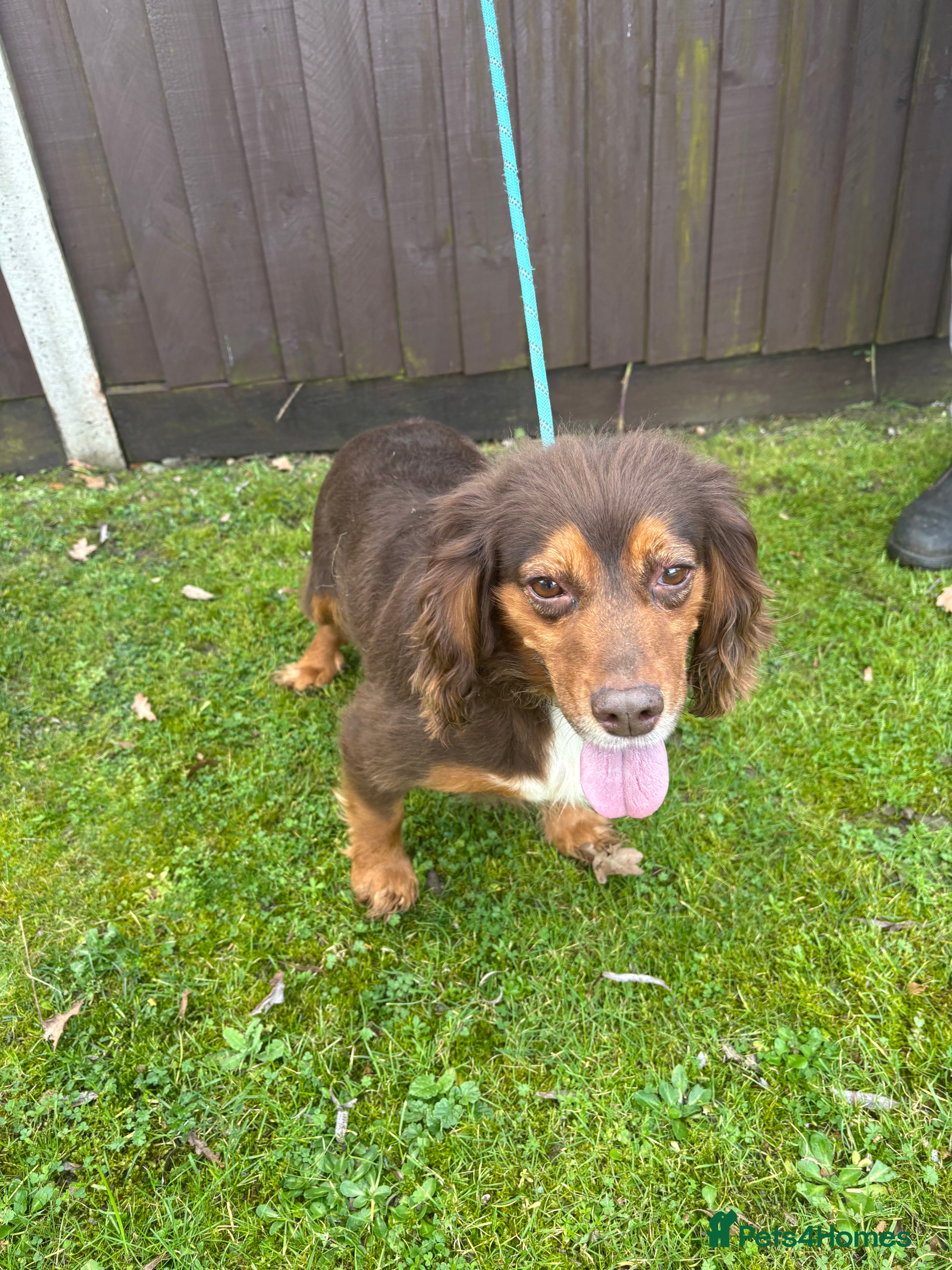 Cocker Spaniel dogs Beautiful cocker spaniel puppies  in Reading - Advert 1