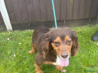 Cocker Spaniel dogs Beautiful cocker spaniel puppies in Reading - Advert 1