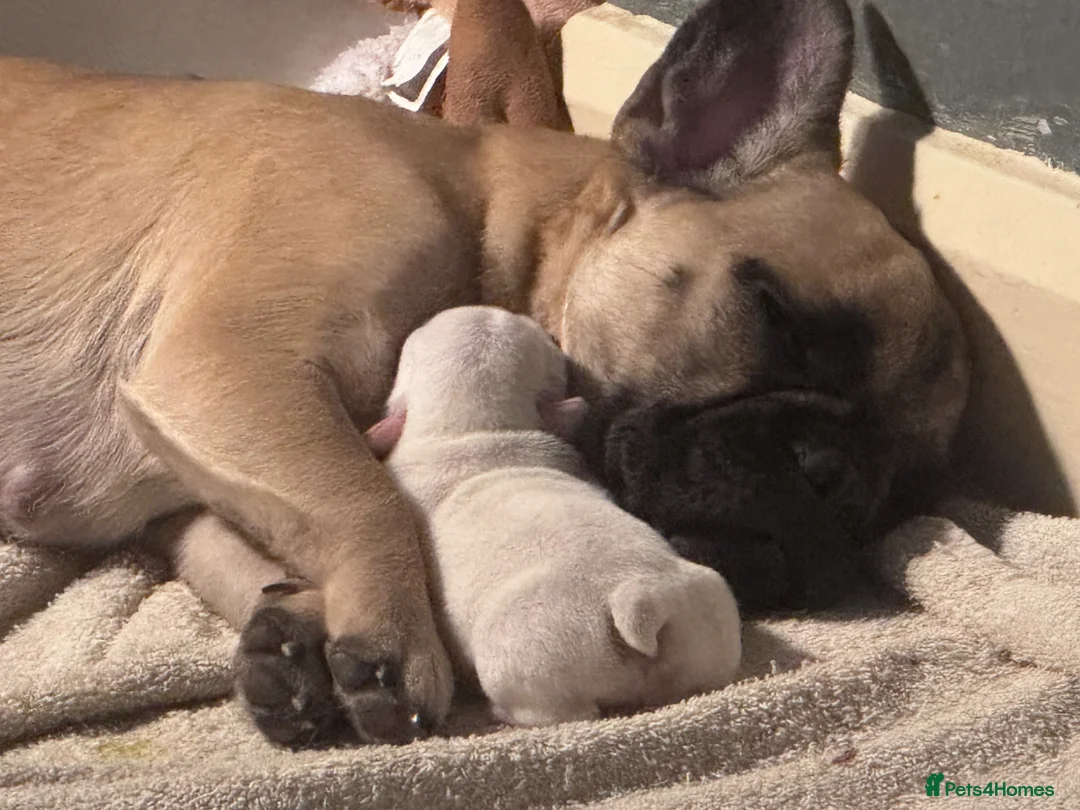 French Bulldog dogs for sale: Beautiful Platinum French Bulldogs in Kettering - Advert 2
