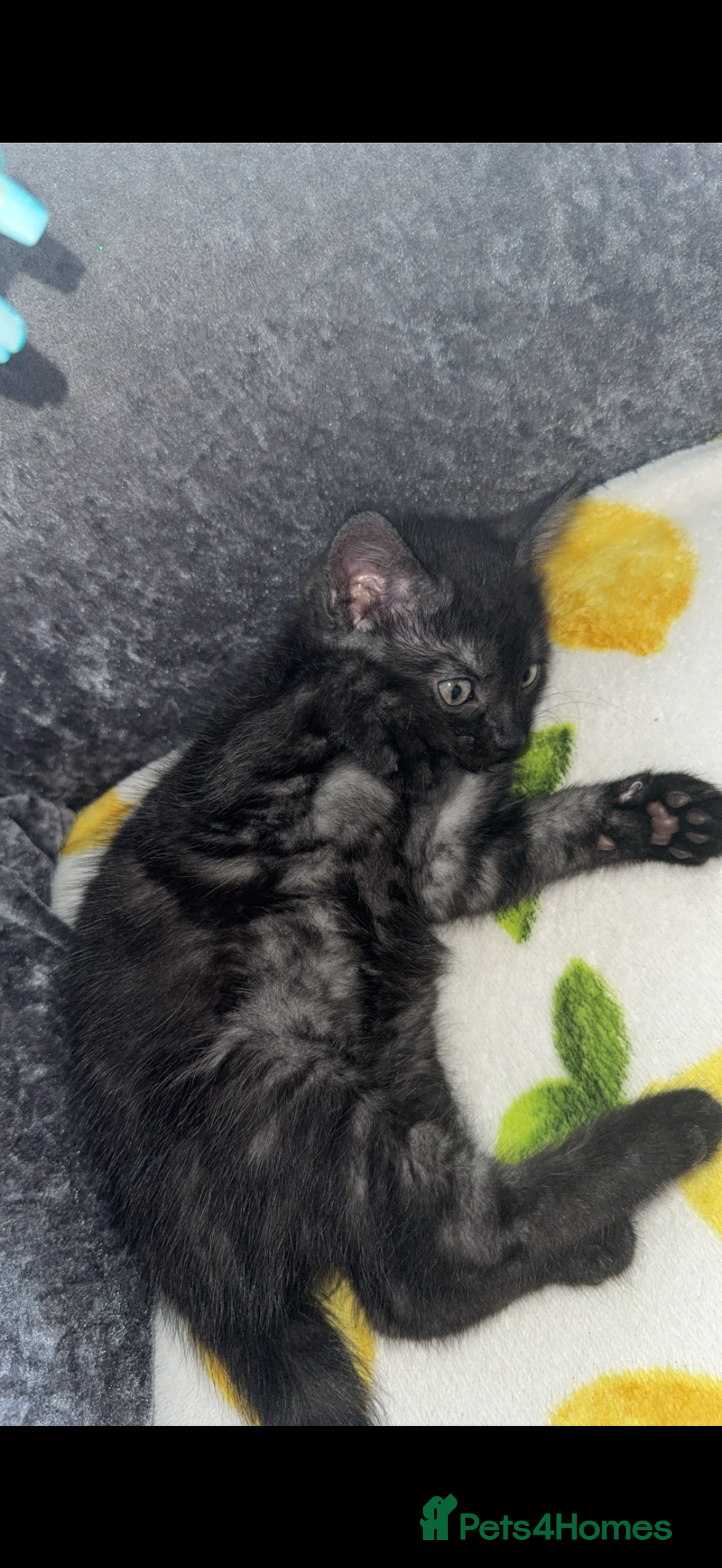 Mixed Breed cats for sale: 2 male kitten - Image 4