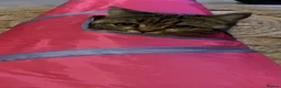 Scottish Fold cats for sale: Scottish fold female  - Advert 1