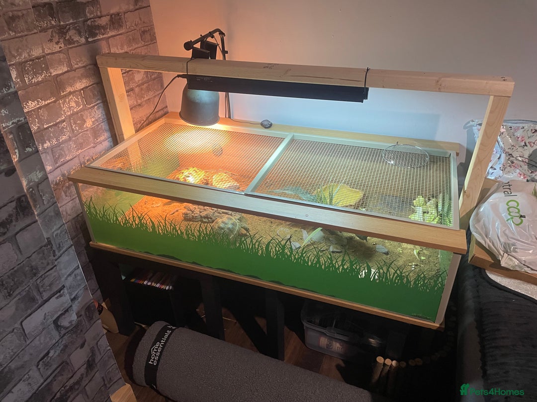 Tortoise reptiles for sale: Horsefield tortoise’s  - Advert 3