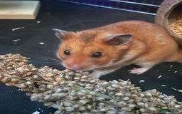 Hamster rodents for sale: Gorgeous male Syrian hamster named Mahogany…  - Image 1