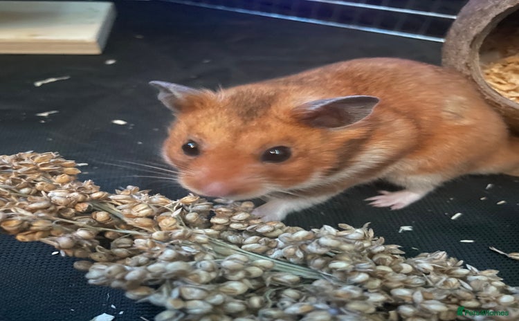 Hamster rodents - Advert 5