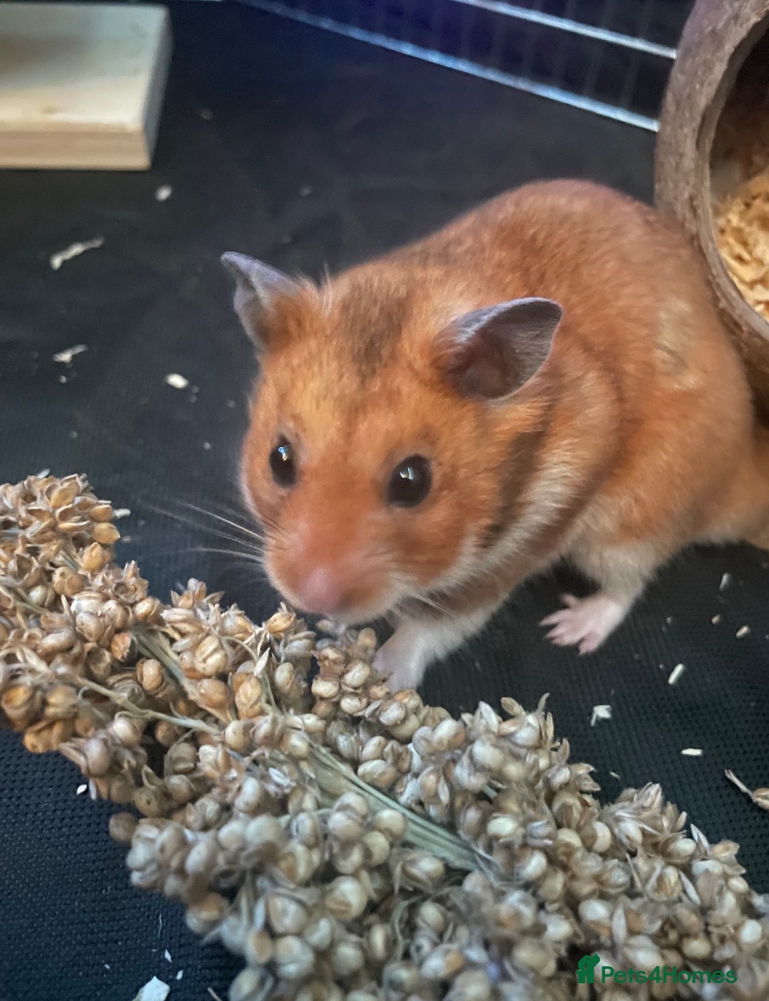 Hamster rodents for sale: Gorgeous male Syrian hamster named Mahogany…  - Image 1