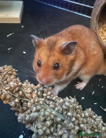 Hamster rodents - Advert 1
