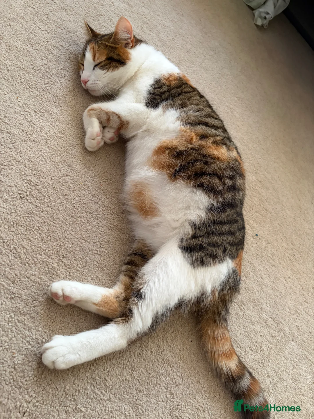 Domestic Shorthair cats for sale: A Stunning Litter Of Six Newborn Kittens  - Advert 1