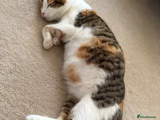 Domestic Shorthair cats A Stunning Litter Of Six Newborn Kittens - Advert 2