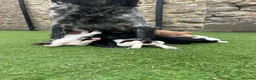 Sprocker dogs for sale: 3/4 cocker 1/4 springer pups  - Advert 2