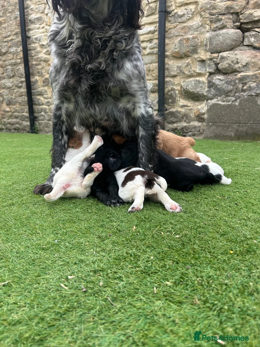 Sprocker dogs for sale: 3/4 cocker 1/4 springer pups  - Advert 2