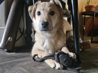 Mixed Breed dogs Aramis for adoption - Advert 12