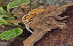 Gecko reptiles for sale: High expression Lily white Crested Gecko - Image 3