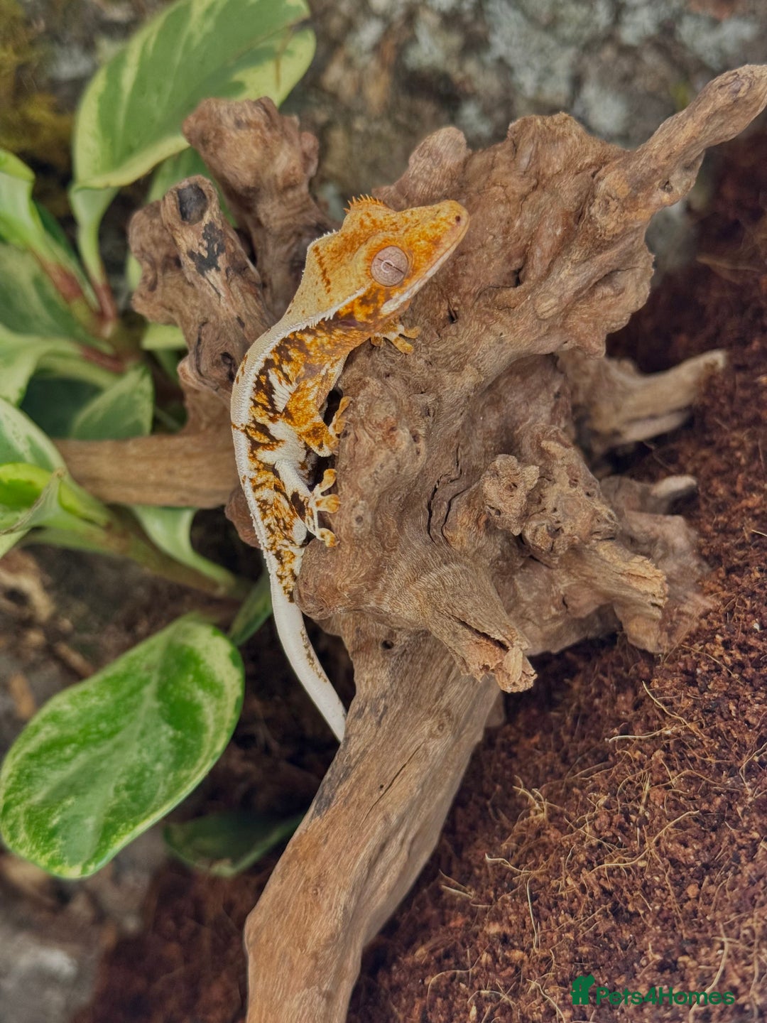 Gecko reptiles for sale: High expression Lily white Crested Gecko - Image 3
