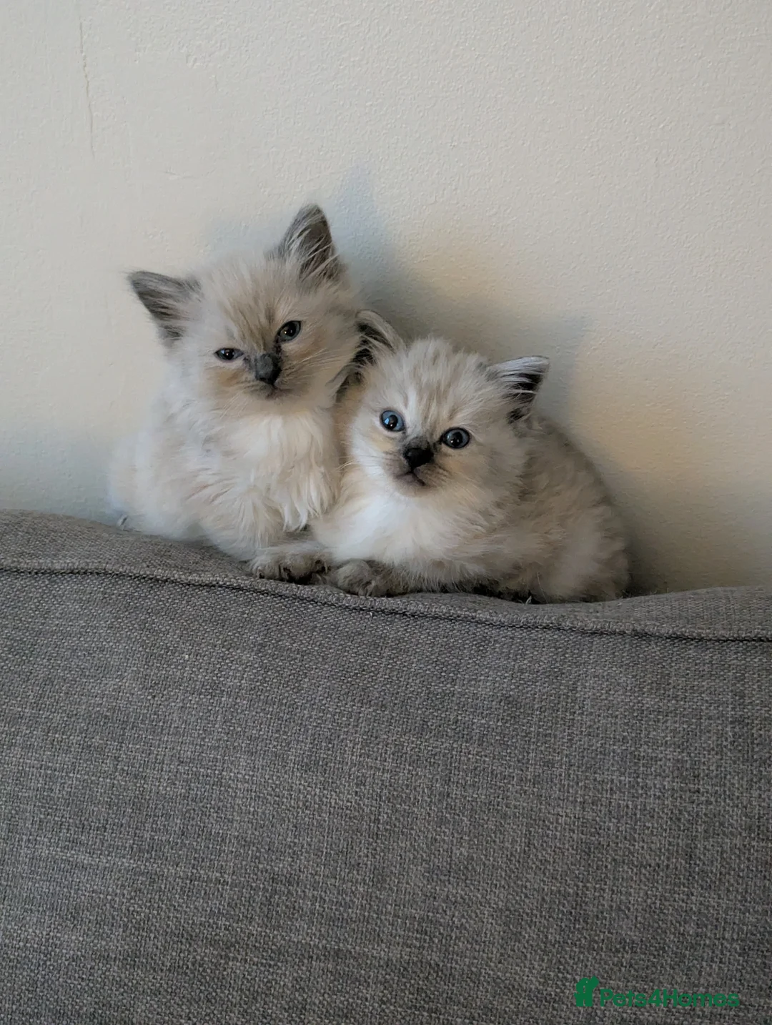 Ragdoll cats for sale: Beautiful ragdoll kittens  - Advert 1