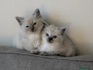 Ragdoll cats Beautiful ragdoll kittens - Advert 3