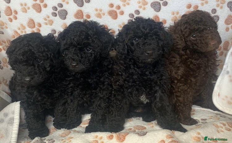 Toy Poodle dogs - Advert 9
