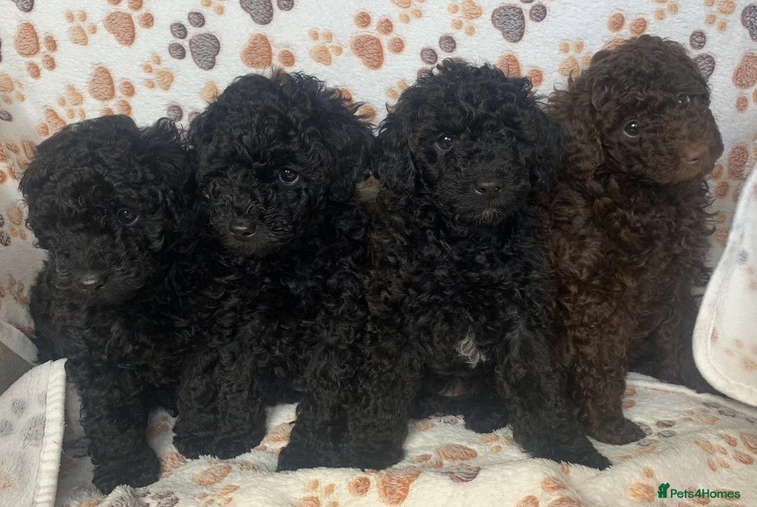 Toy Poodle dogs for sale: KC TOY POODLE PUPS READY FOR FOREVER HOMES - Image 1