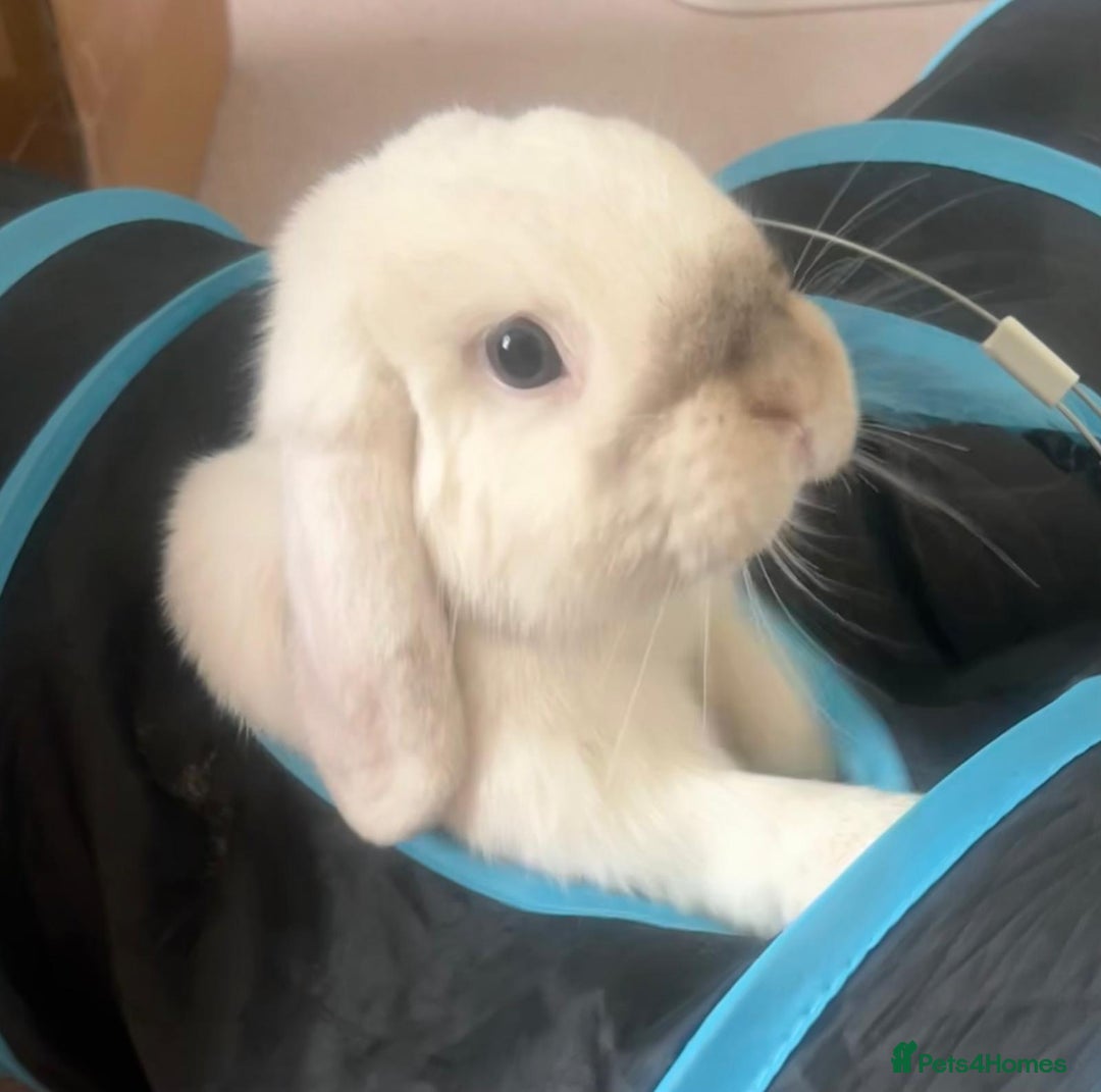 Mini Lop rabbits for sale: Bonded Pair of Mini Lop Rabbits - Image 3
