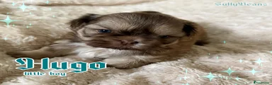 Hugo