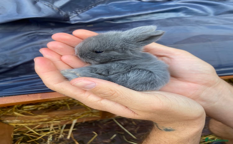 Mini Lop rabbits - Advert 3