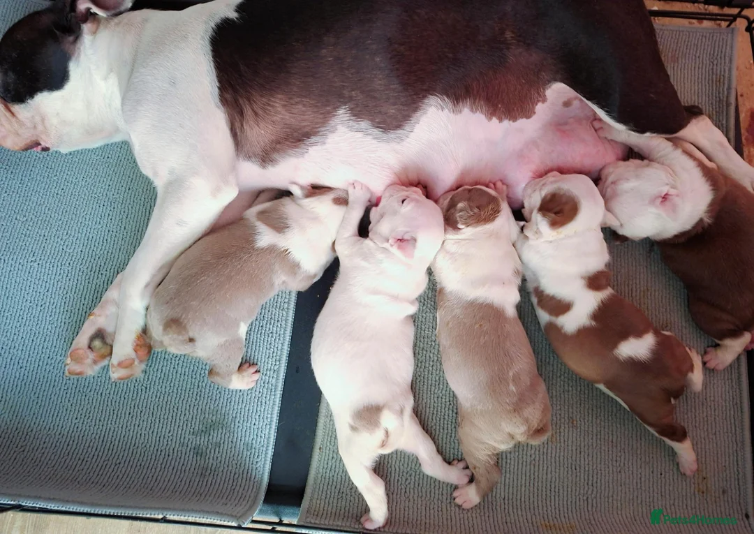 Boston Terrier dogs for sale: 5 KC Boston Terriers  - Advert 2