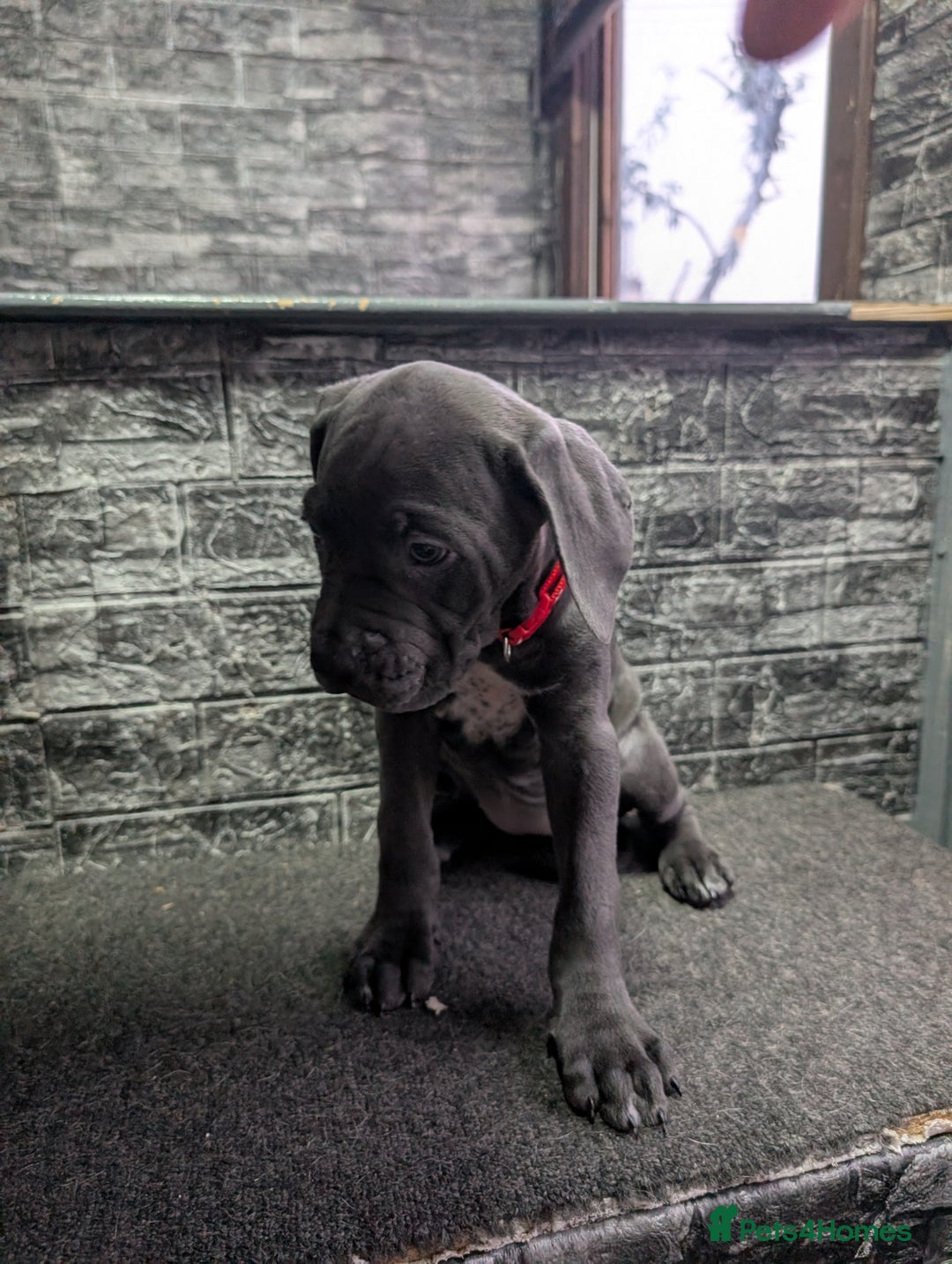 Cane Corso dogs for sale: Cane corso puppies  - Advert 20