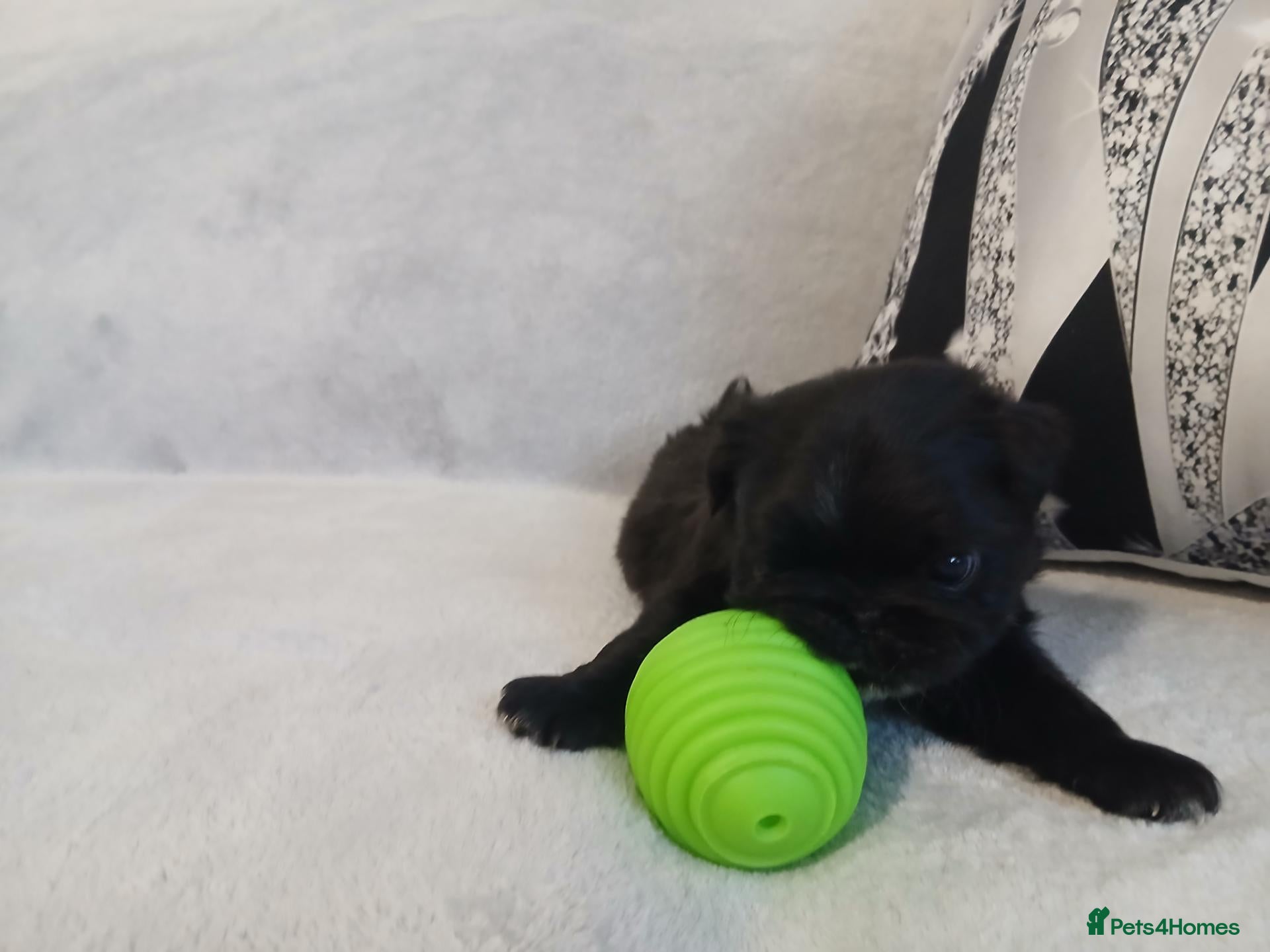 Pug dogs for sale: KC Registered Pug Puppies 🩷💙😍💙🩷 - Advert 2