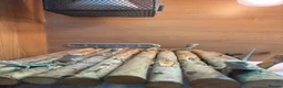 Bearded Dragon reptiles for sale: Baby Bearded Dragons. Visual Dunners & Hypos - Advert 3