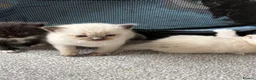 Ragdoll cats for sale: Ragdoll/Cherubim blue eyed kittens in Hinckley - Advert 8