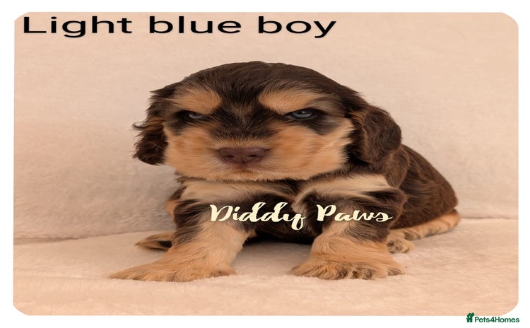 Cocker Spaniel dogs - Advert 4
