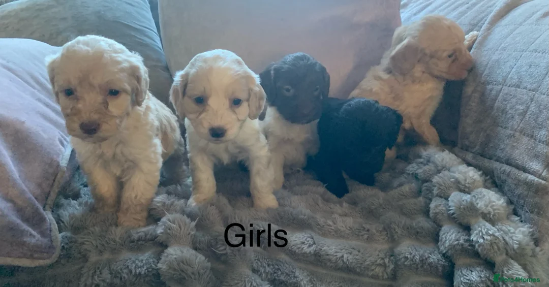 Cockapoo dogs for sale: Toy cockapoo puppies  - Advert 2