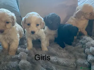 Cockapoo dogs Toy cockapoo puppies - Advert 5