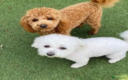 Cavapoo dogs for sale: ❤️ F1 Poochons due November ❤️  - Image 4