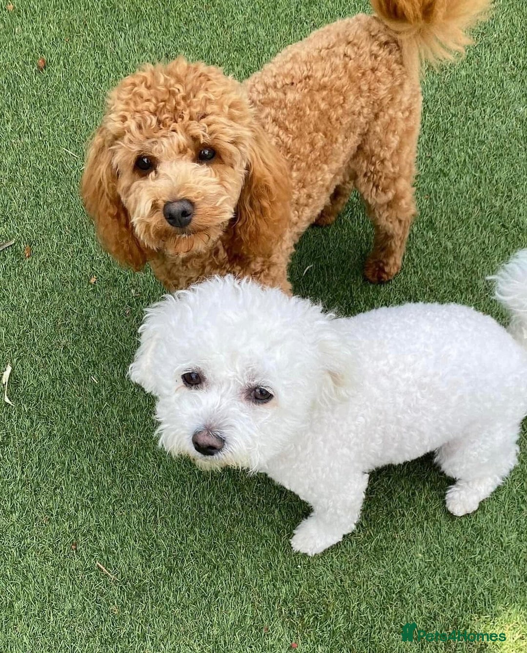 Cavapoo dogs for sale: ❤️ F1 Poochons due November ❤️  - Image 4