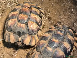 Tortoise reptiles Tortoises - Advert 9
