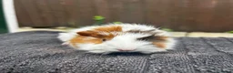 Guinea Pig rodents for sale: 3 male guinea pigs  - Advert 2