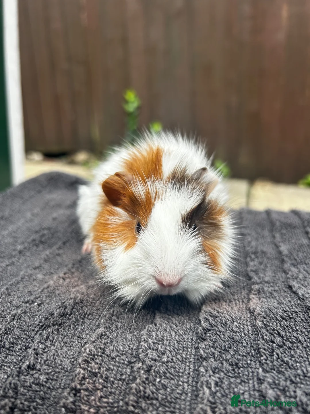 Guinea Pig rodents for sale: 3 male guinea pigs  - Advert 2